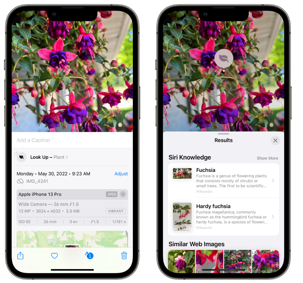 金门苹果手机维修分享小技巧：使用 iPhone 相机识别花卉植物 